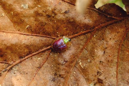 Réf. 254 877 : Cassida azurea